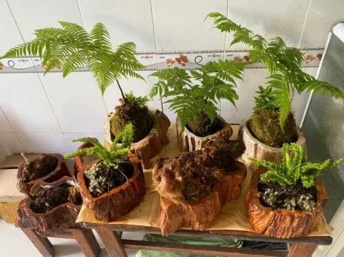 Kể câu chuyện cá nhân của bạn thông qua hình nền điện thoại bạn sử dụng - Phần 1