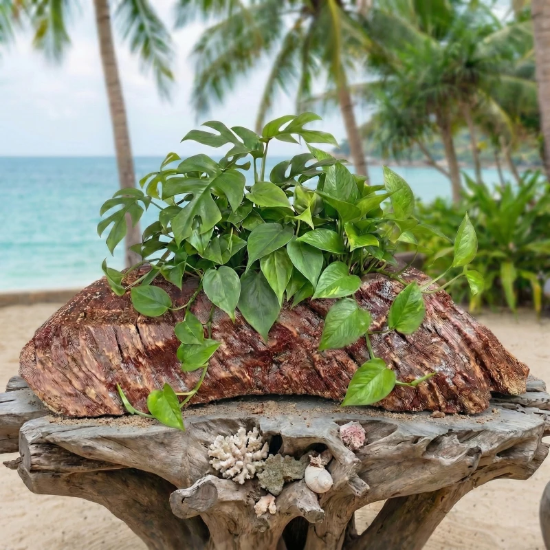 Tuyệt chiêu thu hút tài lộc: Kết hợp cây Trầu bà và Chậu Zenpot