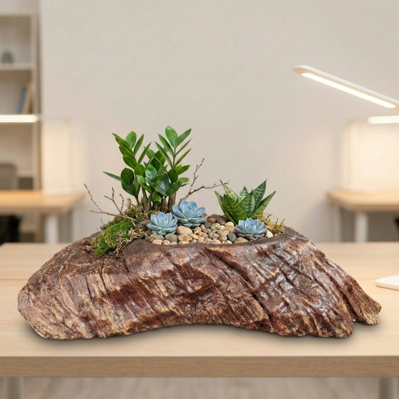 Sự kết hợp hoàn mỹ: Cây Kim Tiền, Sen Đá cùng Chậu Zenpot – Mang tài lộc vào không gian sống