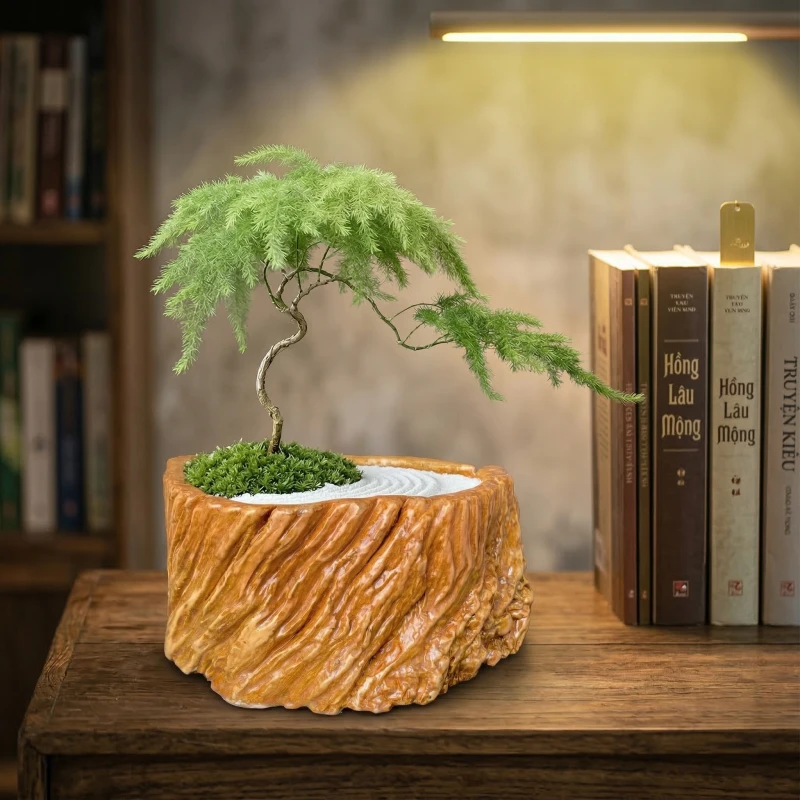 Tùng Bồng Lai & Chậu Zenpot: Bản giao hưởng xanh cho không gian tĩnh tại