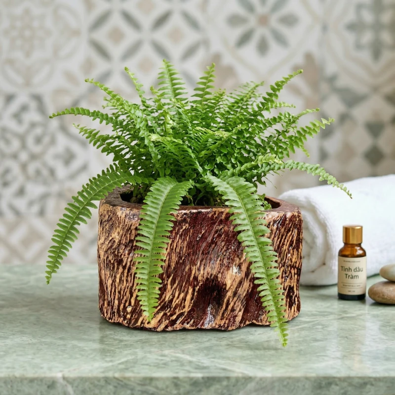 Gợi ý không gian: Kết hợp hoàn hảo giữa cây Dương Xỉ và Chậu Zenpot