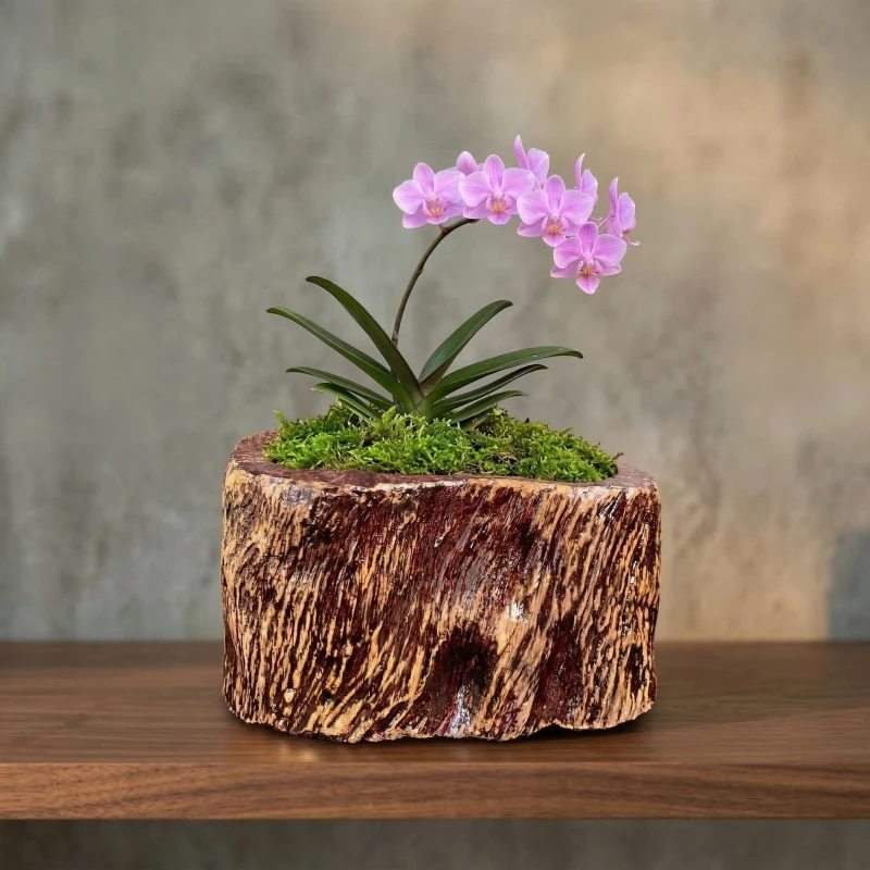 Nâng tầm vẻ đẹp Lan Hồ Điệp cùng Chậu Zenpot