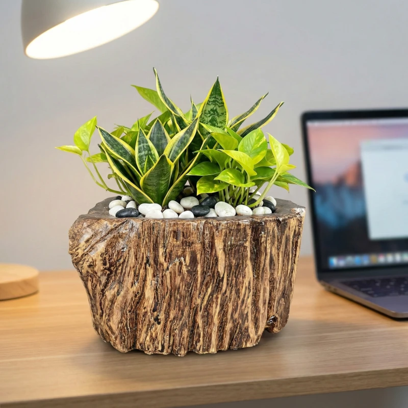 Tuyệt Phối Lưỡi Hổ & Trầu Bà – Góc Xanh An Yên Cùng Chậu Zenpot