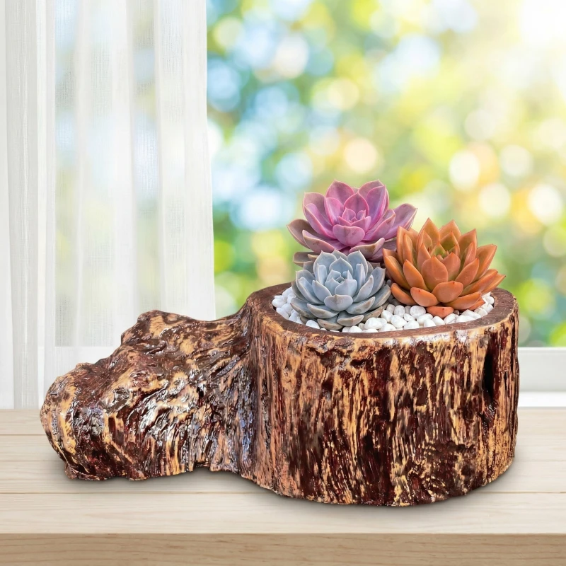 Gói trọn bình yên với Sen Đá và Chậu Zenpot